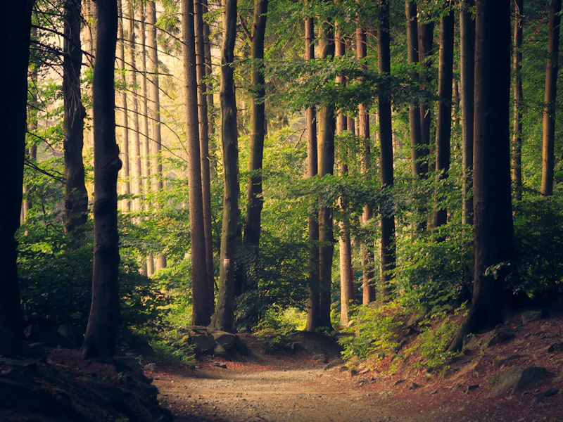 Forêt de grands arbres traversée par la lumière